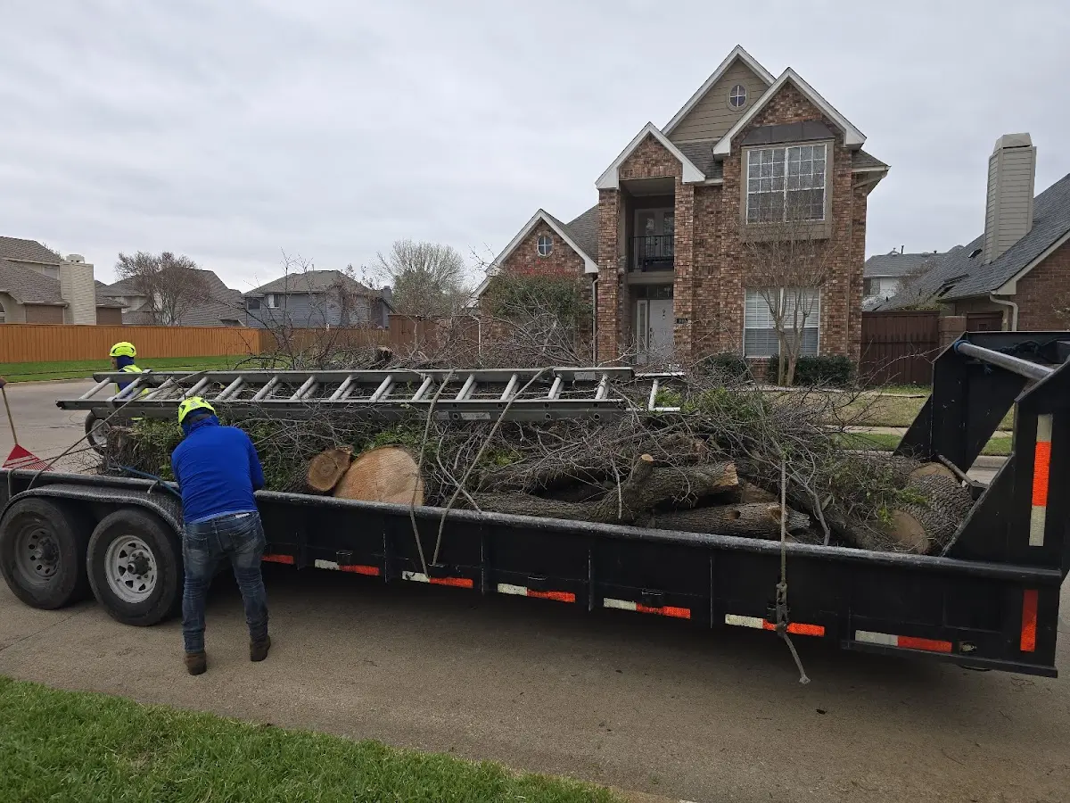 Expert Tree Removal with proper safety equipment in Gordon